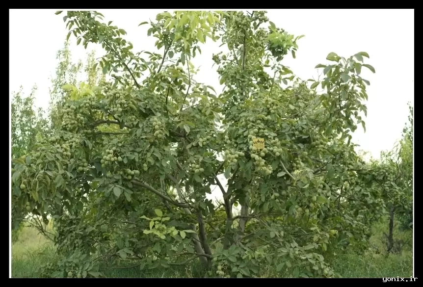 باردهی ۸ تن در هکتار با گردو ژنوتیپ تیپ ۷